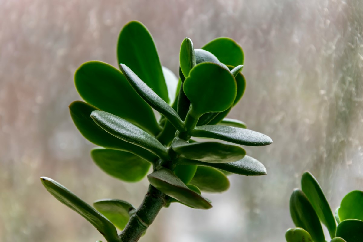 Jade plant care main image