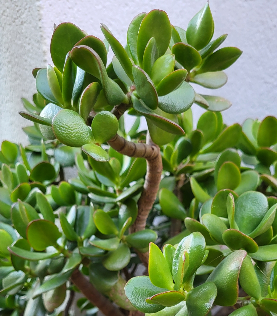 crassula ovata plant