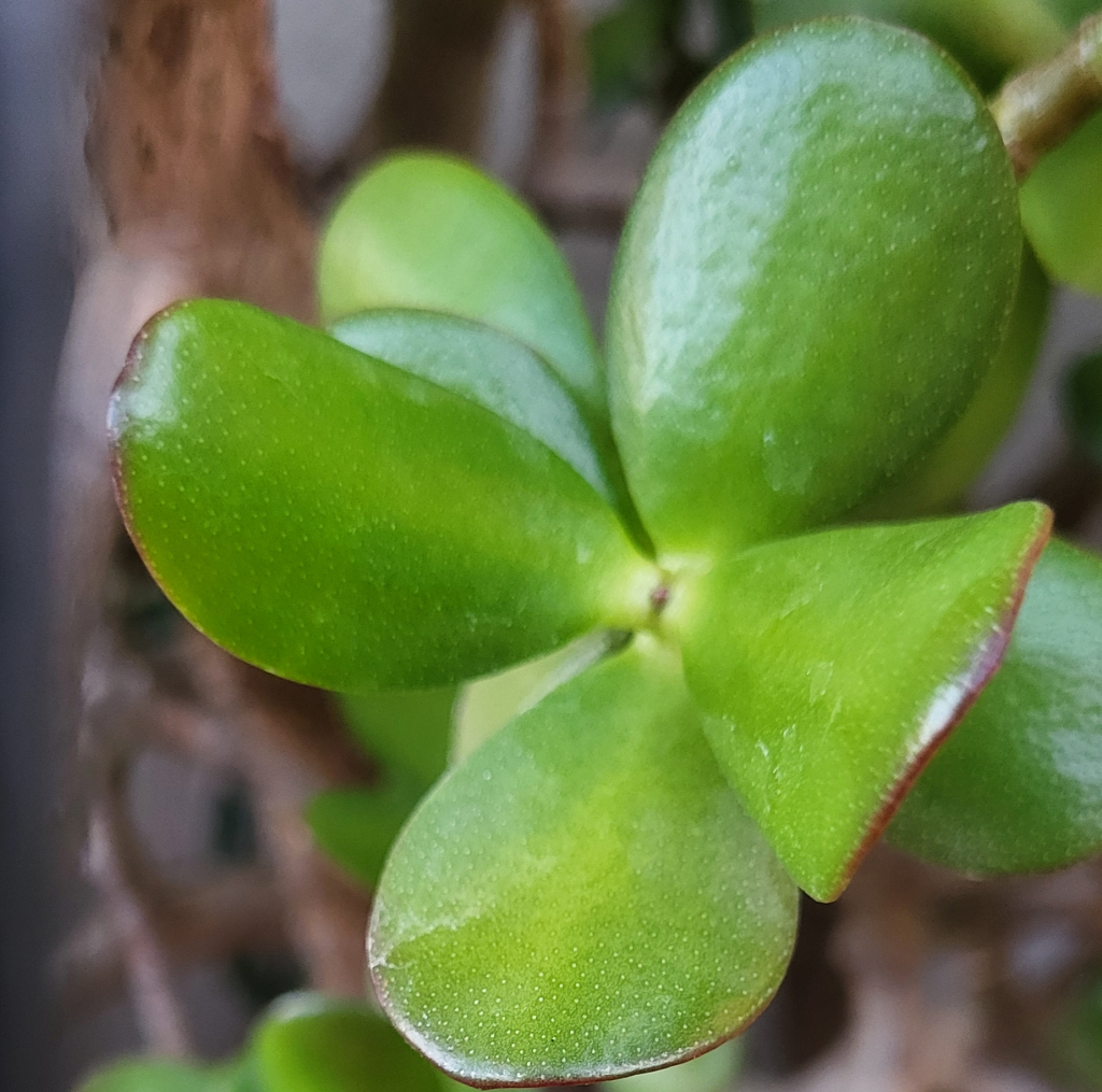 crassula ovata leaves